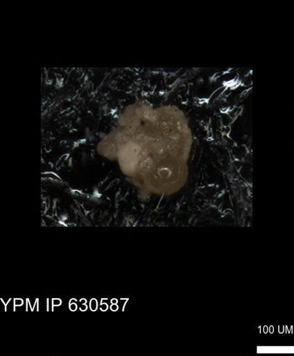 undet. Foraminiferida