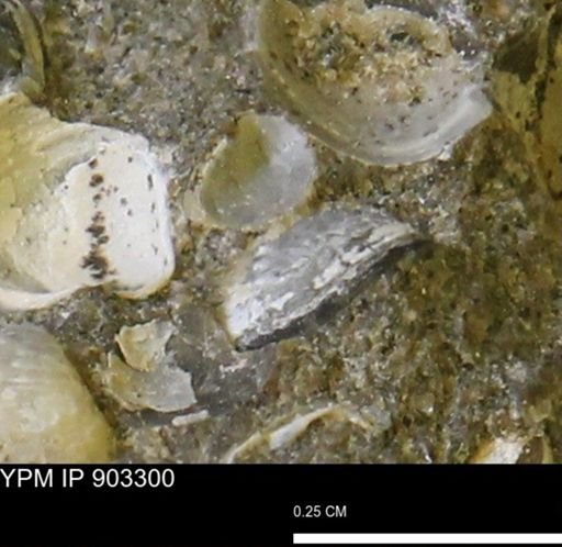 undet. Bivalvia