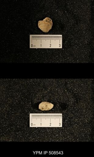 Astartella aff. concentrica