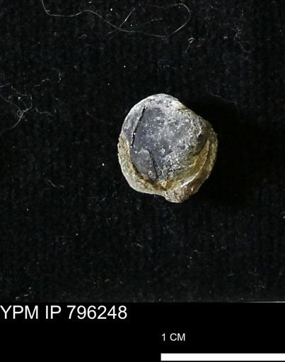 Protocardia subquadrata