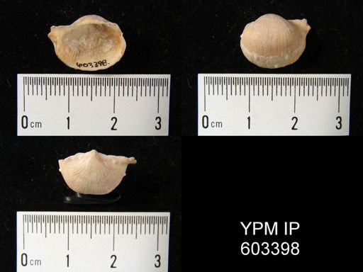 Eomarginifera longispinus