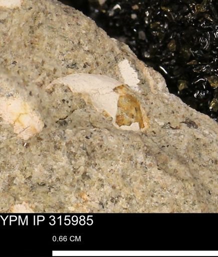 undet. Mollusca
