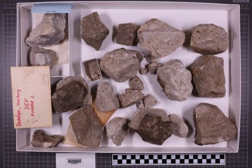 mixed taxa, stratigraphic collection
