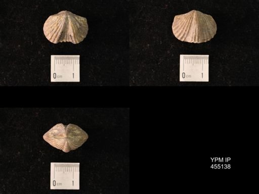 Platystrophia sublaticosta