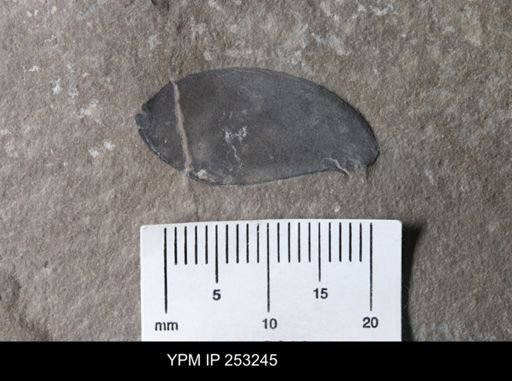Eurypterida