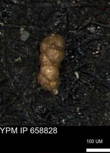 Verneuilinoides kansasensis