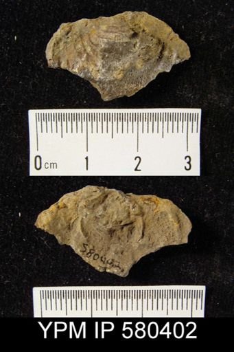 Leptaena?