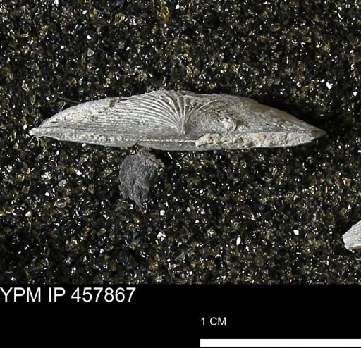 Strophodonta sp.