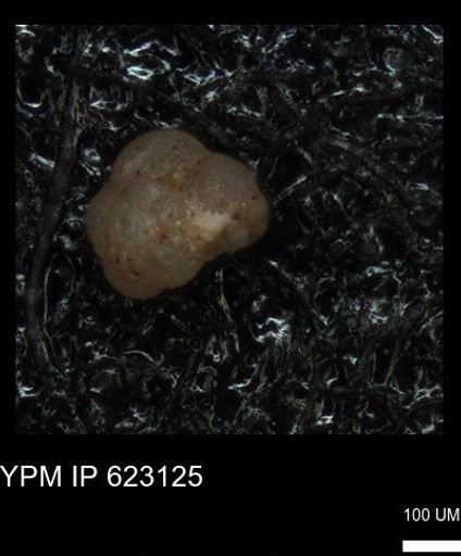 undet. Foraminiferida