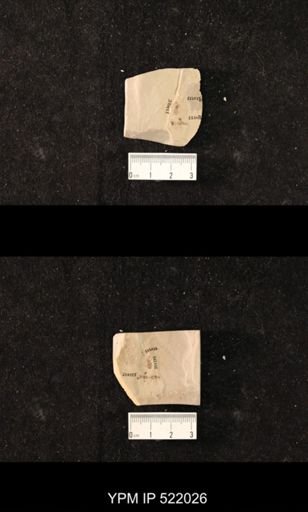 undet. Hymenoptera