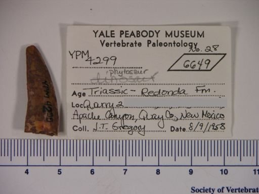 Parasuchidae