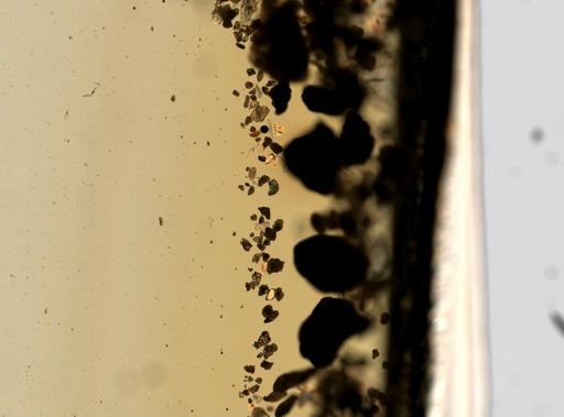 Foraminifera