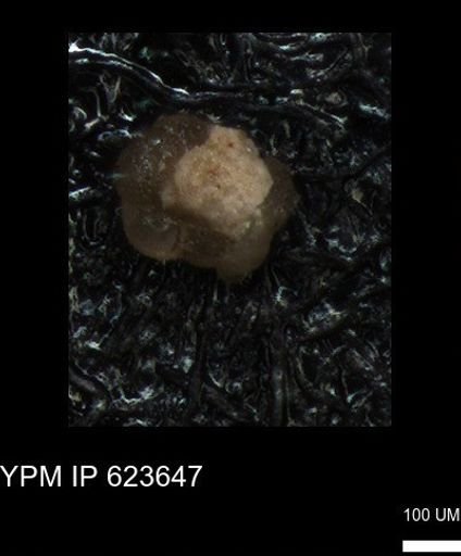 undet. Foraminiferida