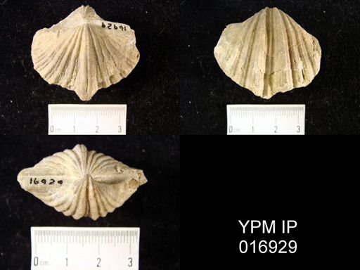 Neospirifer pseudocameratus