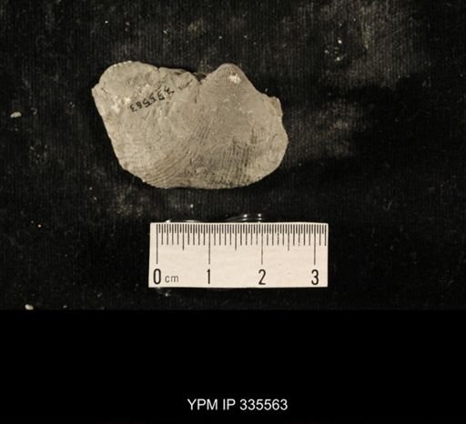 Linoproductus sp.