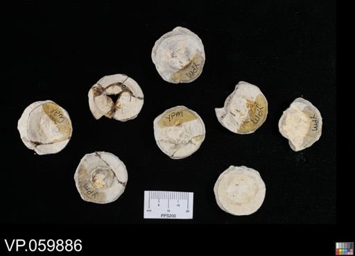 undet. Chondrichthyes