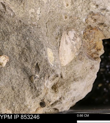 undet. Mollusca