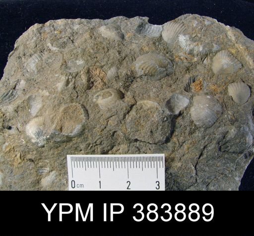 Uncinulus convexorus