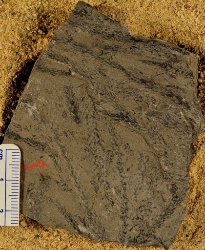 Lepidodendron sp.