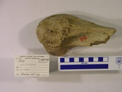 Gomphotheriidae