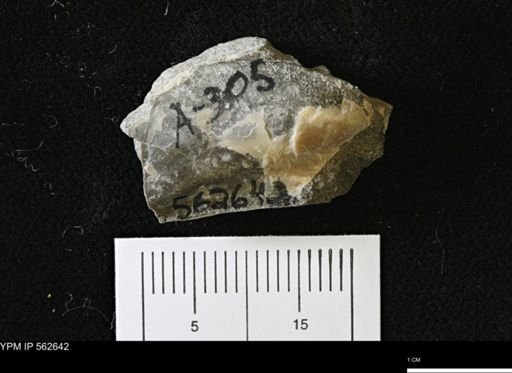 Phelopteria linguaeformis
