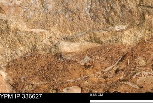 undet. Mollusca