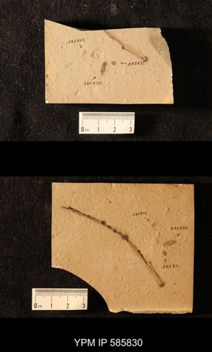 undet. Blattodea