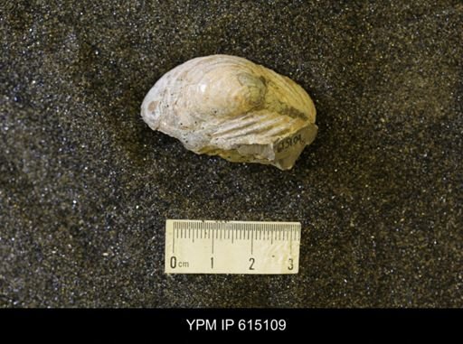 Inoceramus sp.