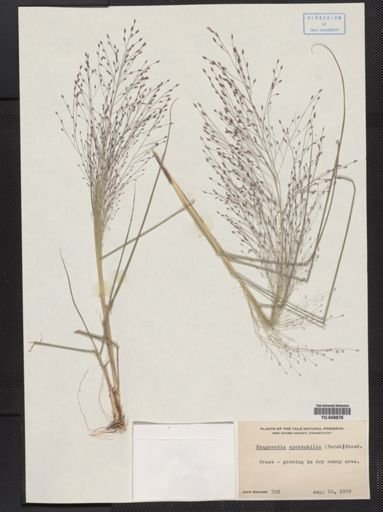 Eragrostis spectabilis