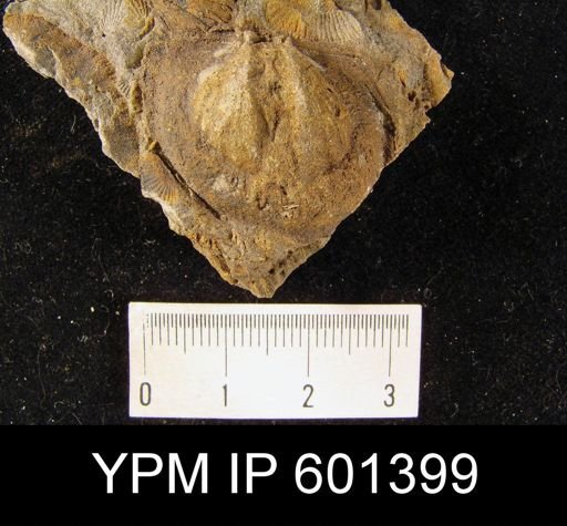 Dictyostrophia (Plicostropheodonta) murchisoni