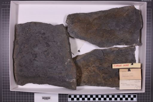 mixed taxa, stratigraphic collection