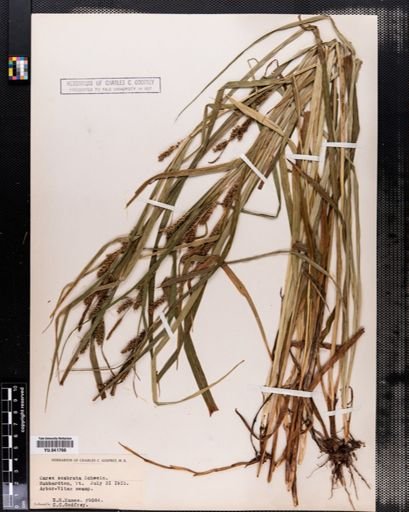 Carex scabrata