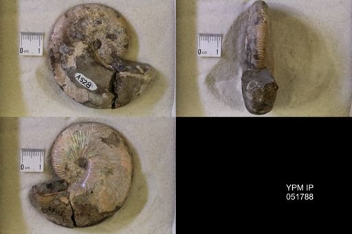 Hoploscaphites nicolletii
