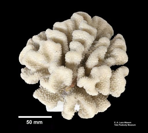 Pocillopora meandrina