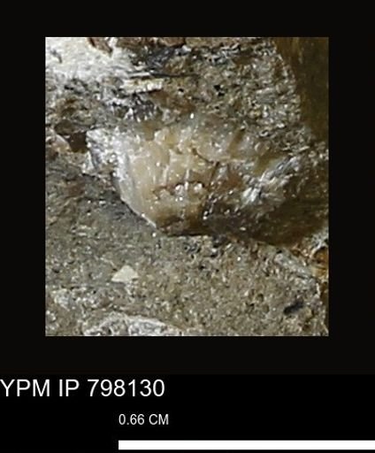 Mollusca
