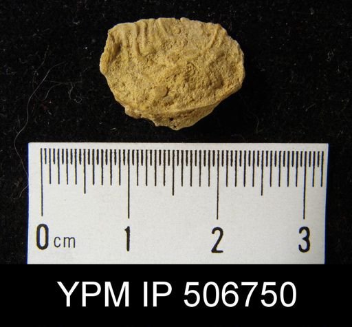 Leptaena rhomboidalis