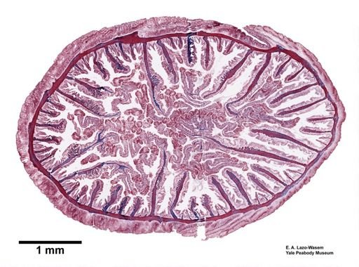 Actinia equina