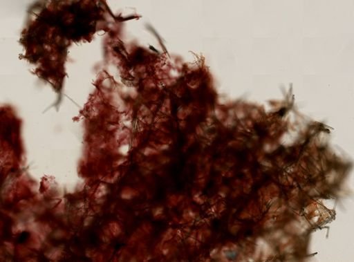 Myxilla incrustans