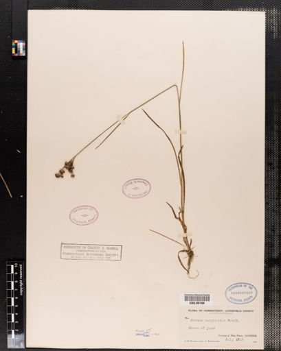 Juncus marginatus