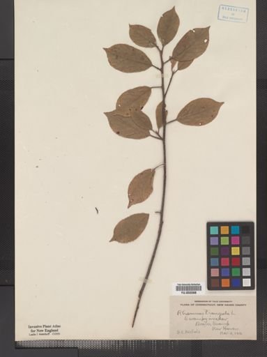 Plantae