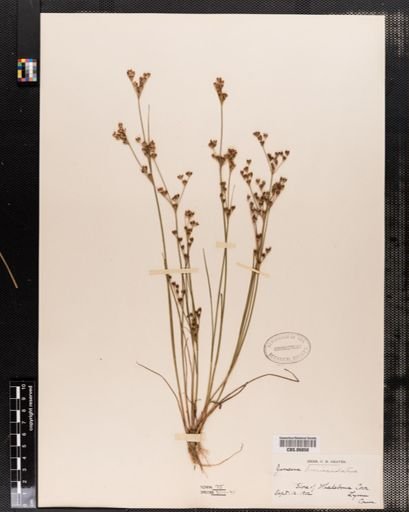 Juncus brevicaudatus