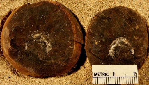 Lepidostrobus