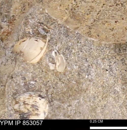 Limopsis striatopunctatus