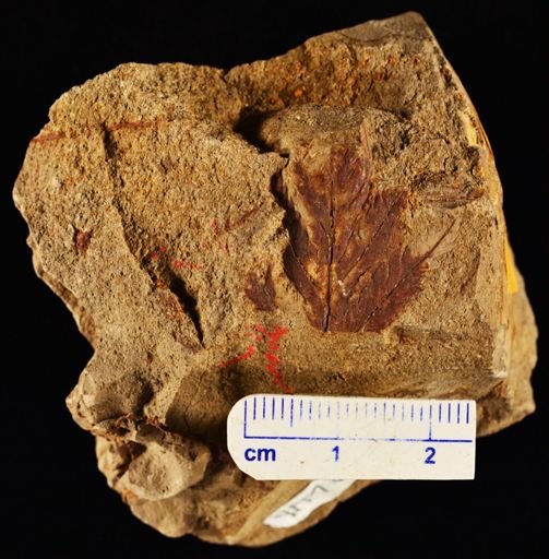 Sphenopteris lakesii
