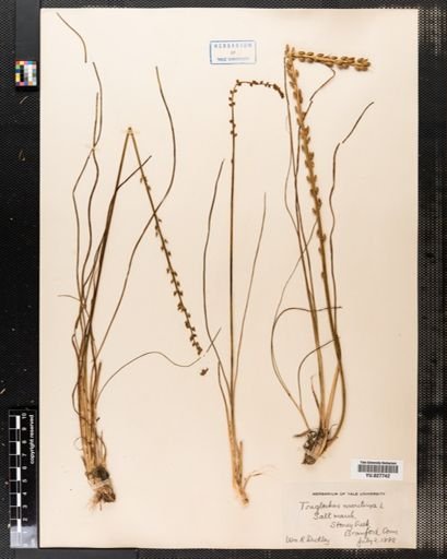 Triglochin maritima