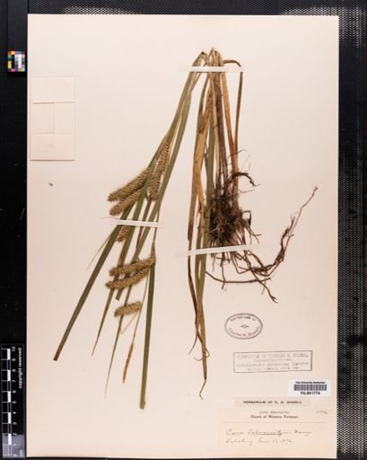 Carex schweinitzii