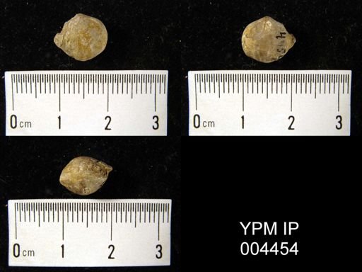 undet. Brachiopoda