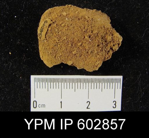 undet. Brachiopoda