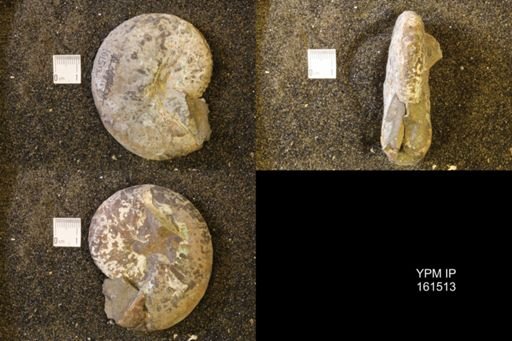 Discoscaphites conradi