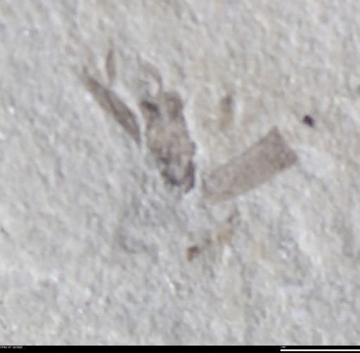 undet. Hemiptera